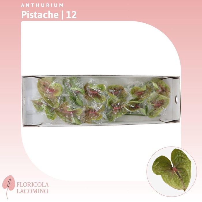<h4>Anthurium Pistache</h4>