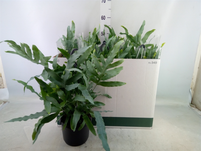 <h4>Phlebodium aureum 'Blue Star'</h4>