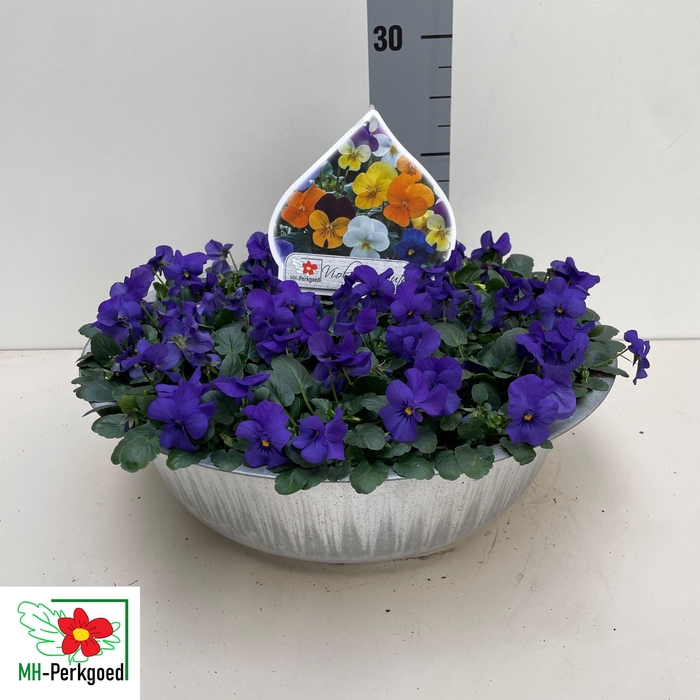 <h4>Vio Co Sorbet Gem</h4>