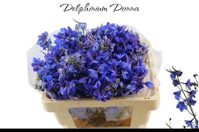 <h4>DELPH EN DONNA</h4>