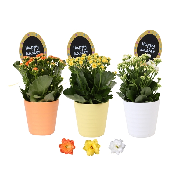 <h4>KP-809.4 - Kalanchoe Rosalina 12cm in keramiek paasmix</h4>