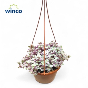 Tradescantia Fluminensis