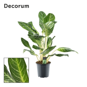 Aglaonema Keylime