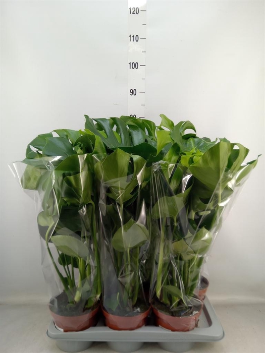 <h4>Monstera delic.</h4>