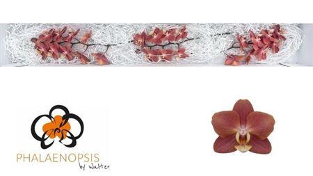 <h4>Phal Horizion</h4>