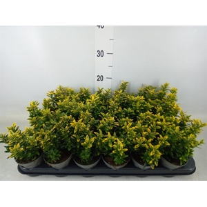Euonymus japon. 'Micro. Aureovarie'