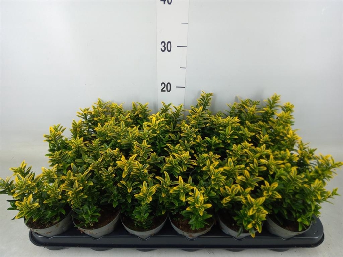<h4>Euonymus japon. 'Micro. Aureovarie'</h4>