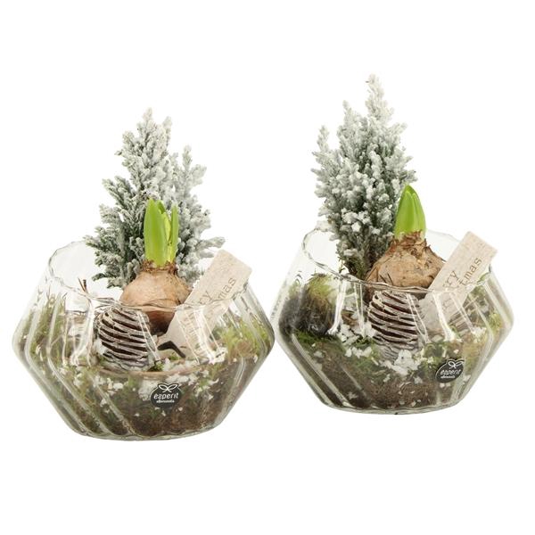 <h4>61967: X-mas arrangement</h4>