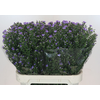 Aster N-B 'Astee Dk Milka' 30gr