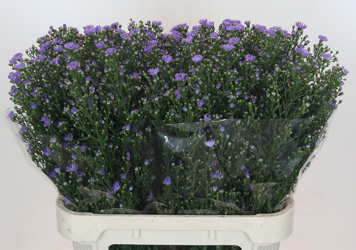 Aster N-B 'Astee Dk Milka' 30gr