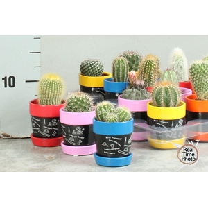 CACTUS OV