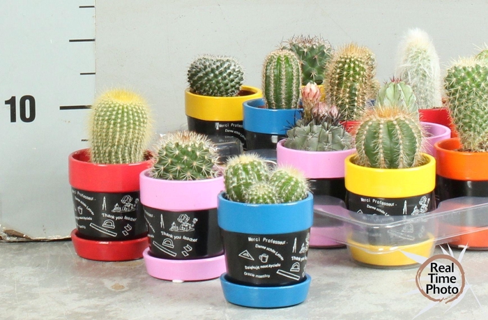 <h4>CACTUS OV</h4>