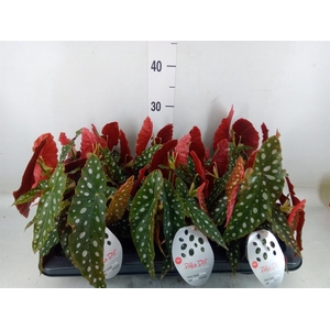 Begonia maculata