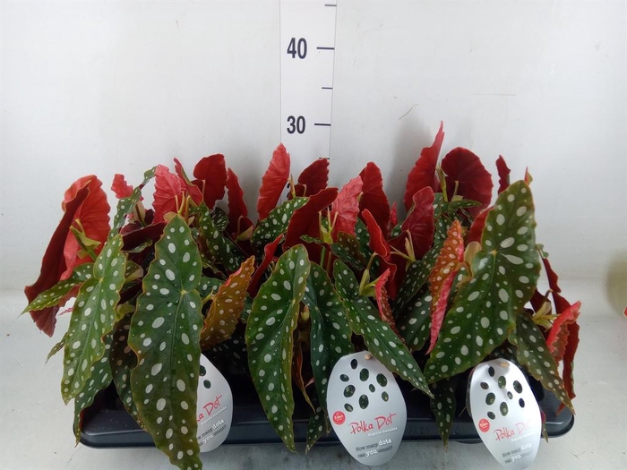 <h4>Begonia maculata</h4>