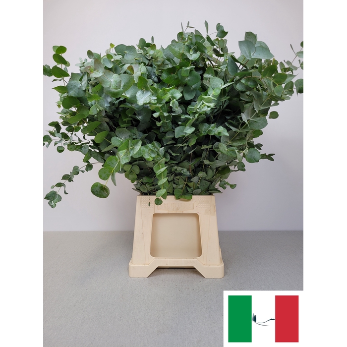 <h4>EUC CINEREA PB</h4>