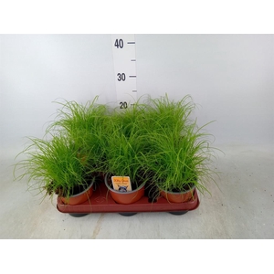 Cyperus alternifolius 'Zumula'