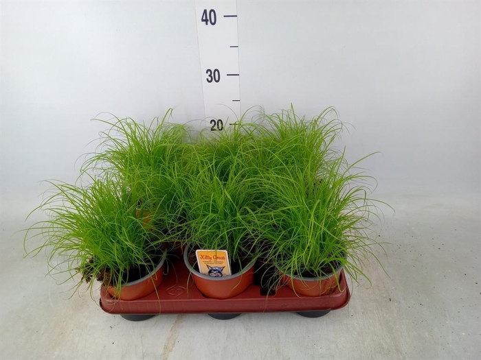 <h4>Cyperus alternifolius 'Zumula'</h4>