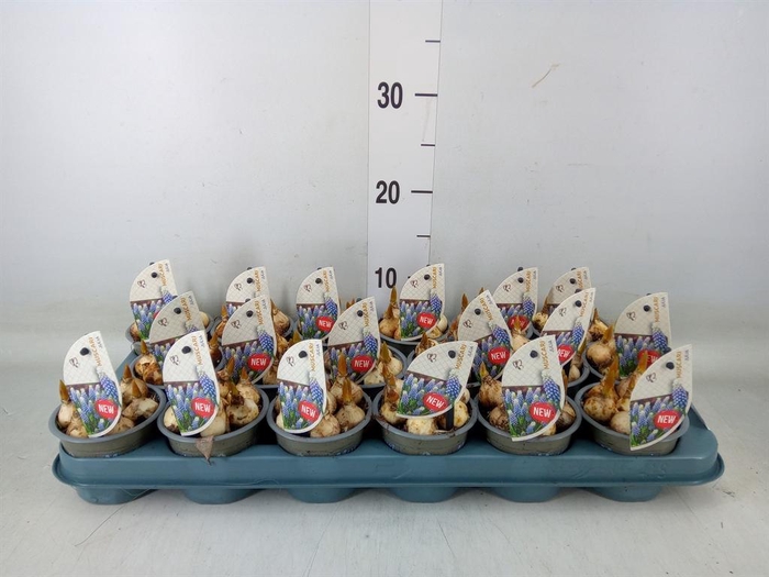 <h4>Muscari   ...</h4>