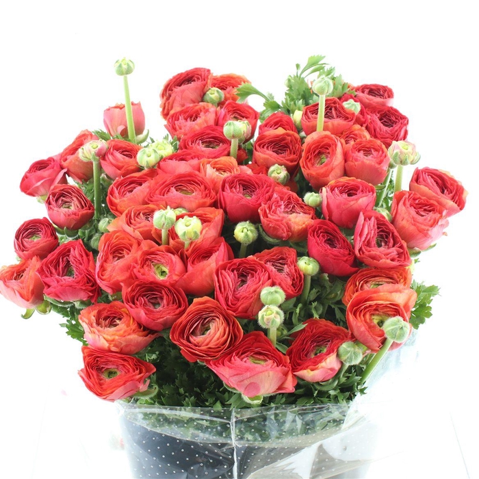 <h4>Ran Su Sr Fragolino Super</h4>