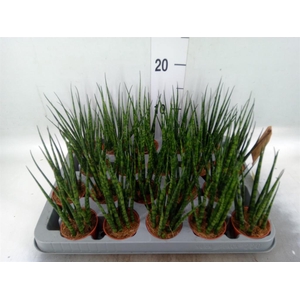 Sansevieria 'Fernwood'