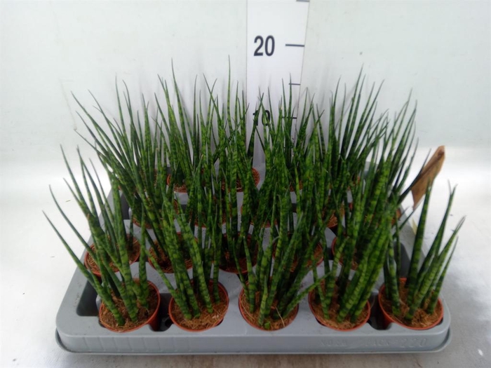 <h4>Sansevieria  'Fernwood'</h4>
