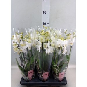 Phalaenopsis  'Ant Inverness'