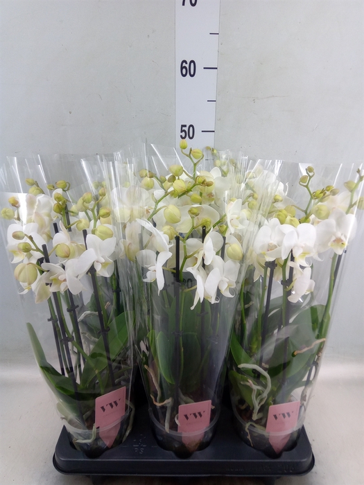 <h4>Phalaenopsis  'Ant Inverness'</h4>