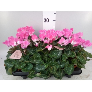 Cyclamen MD 'Fusion Midi'