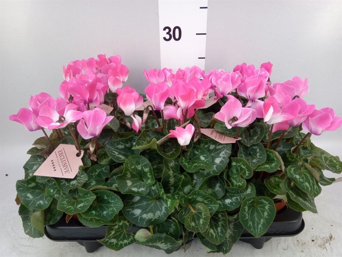 <h4>Cyclamen MD 'Fusion Midi'</h4>