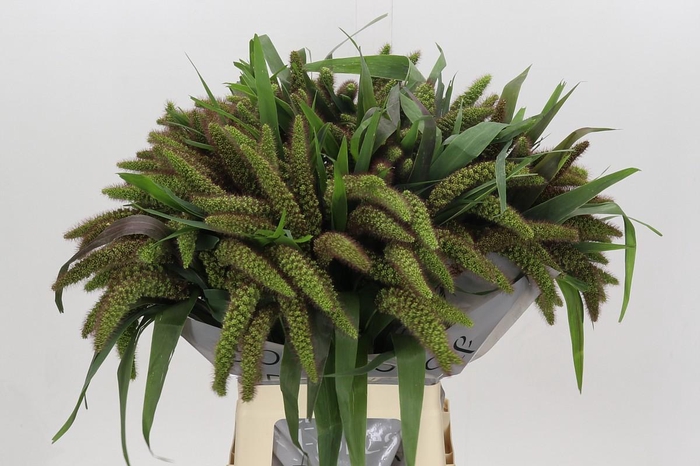 <h4>Setaria Italica Red Jewel</h4>