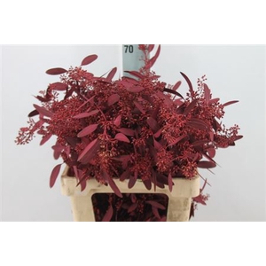 Euca Populus Bes Klb. Dark Cerise X5 300 Gram
