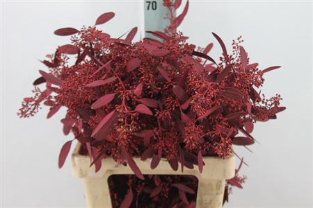 <h4>Euca Populus Bes Klb. Dark Cerise X5 300 Gram</h4>