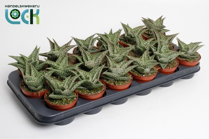 <h4>Aloë Tribal</h4>