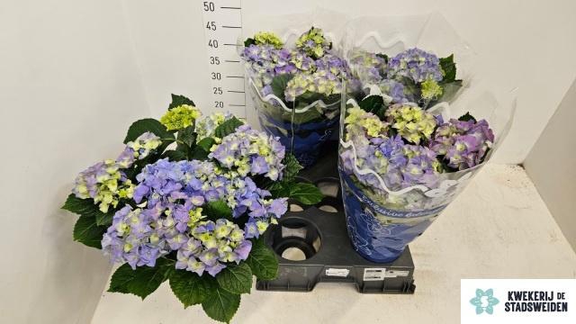 <h4>HYDR M EARLY BLUE</h4>