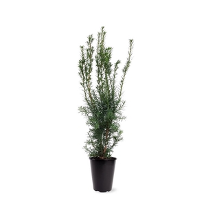 Taxus media 'Hicksii' (zonder etiket)