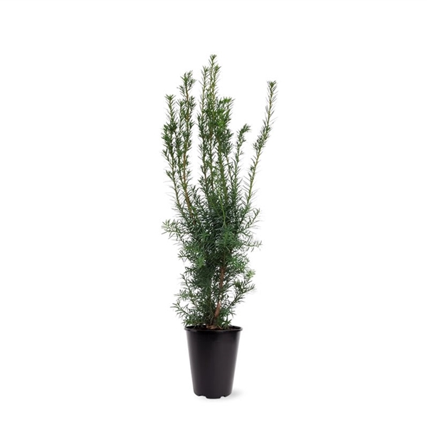 <h4>Taxus media 'Hicksii' (zonder etiket)</h4>