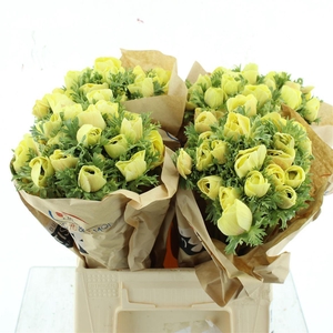 Anemone Powder Yellow