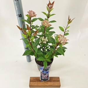 Viburnum tinus Spirit ('Anvi'PBR)