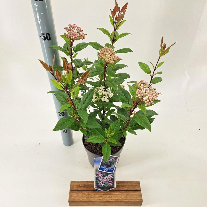 <h4>Viburnum tinus Spirit ('Anvi'PBR)</h4>