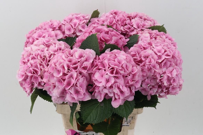 <h4>Hydr M My Vienna</h4>