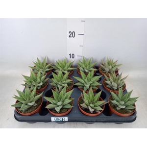 Haworthia limifolia 'Spider White'