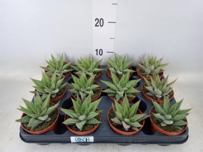 <h4>Haworthia limifolia 'Spider White'</h4>