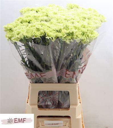 <h4>Di St Alessandria</h4>