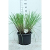 Cortaderia selloana