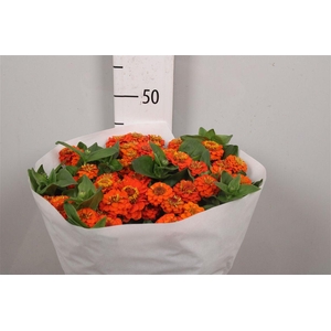Zinnia Lill Orange