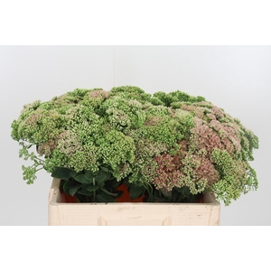 Sedum Spectabile