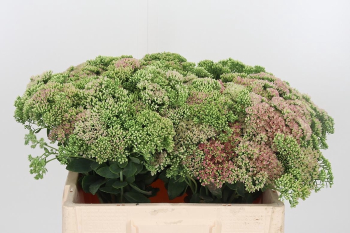 <h4>Sedum Spectabile</h4>