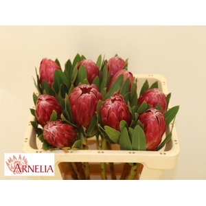PROTEA BRENDA