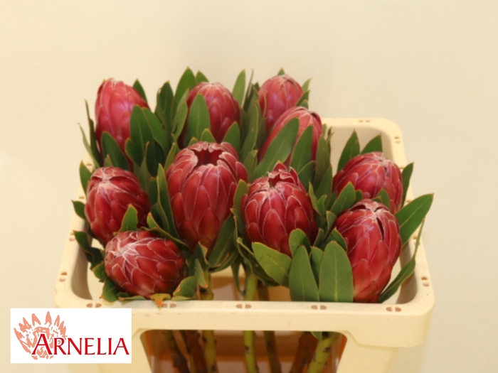 <h4>PROTEA BRENDA</h4>
