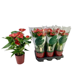 Anthurium Aristo 12cm rood keramiek